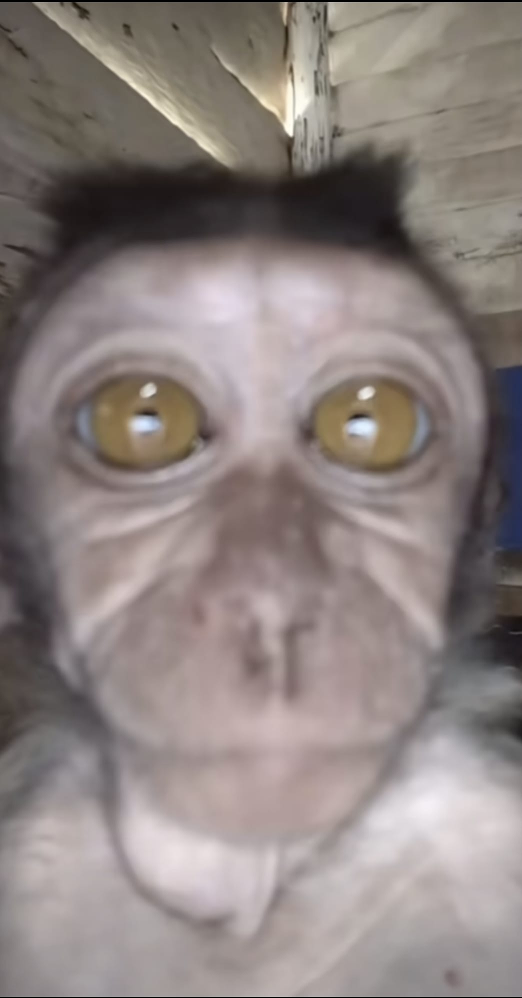 صورة من قبس